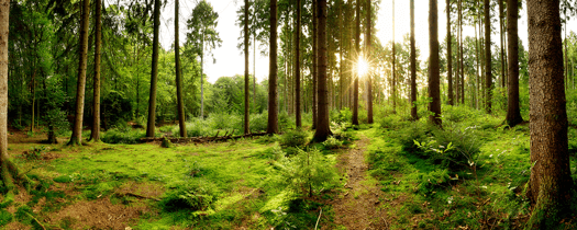 How Environmentally Friendly Are We?